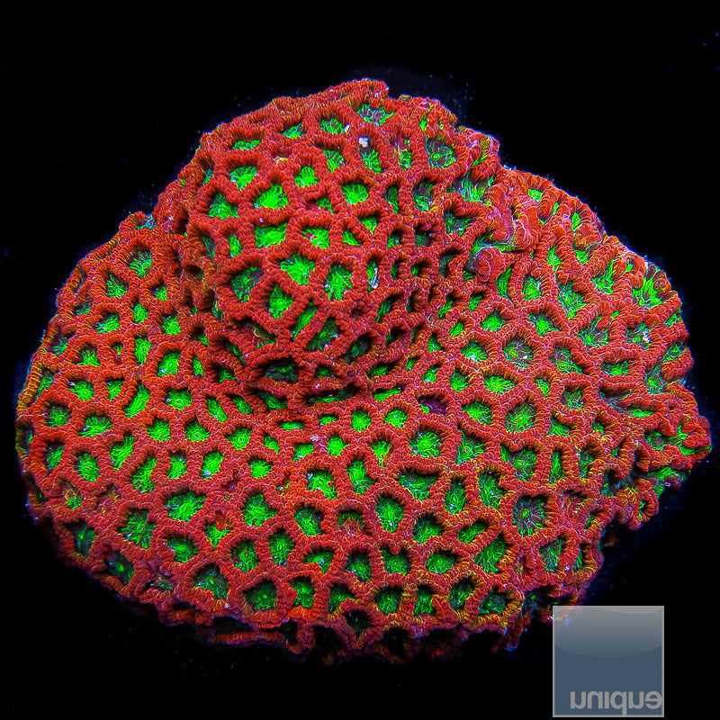 Green and Red Favia- Stock Frag