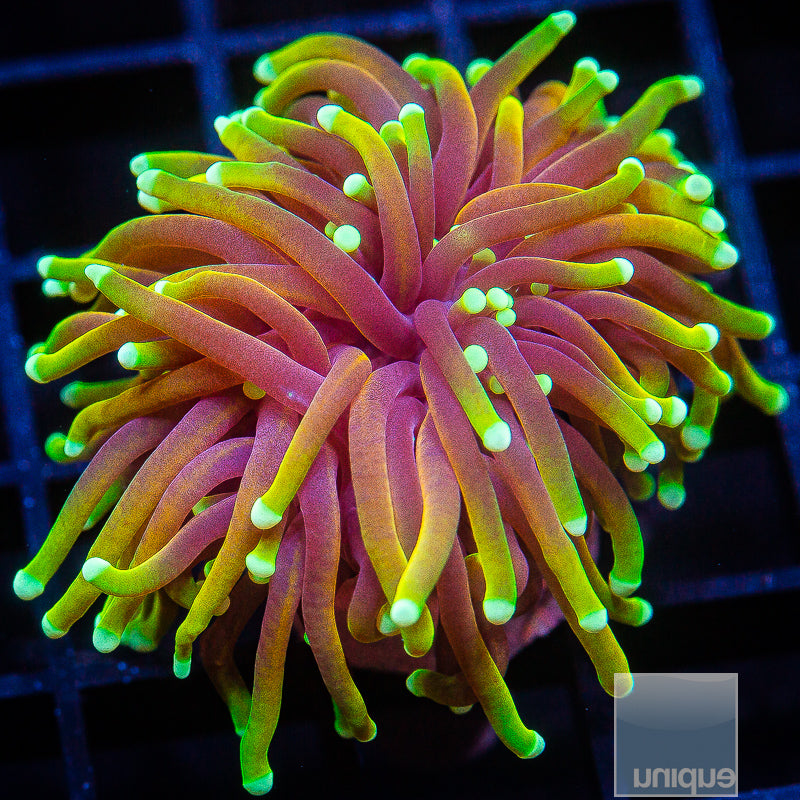 Hellfiire Torch Single head Stock Frag