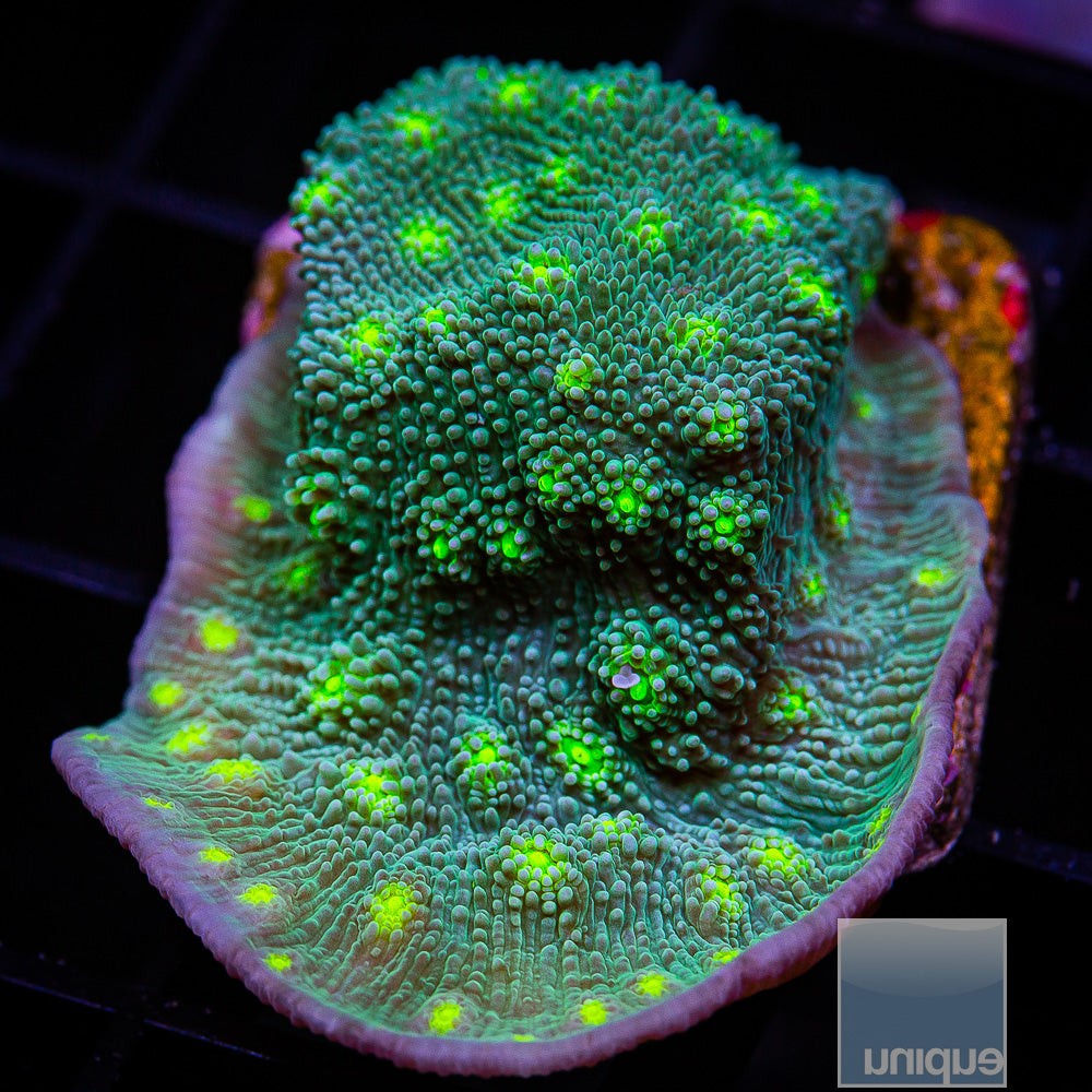 Hollywood Stunner Chalice- Stock Frag