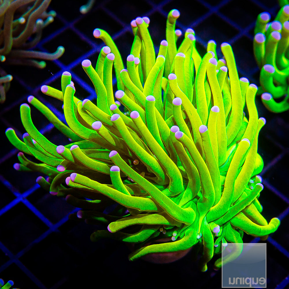 Holy Grail Torch Coral- Stock Single head Frag 3-4"