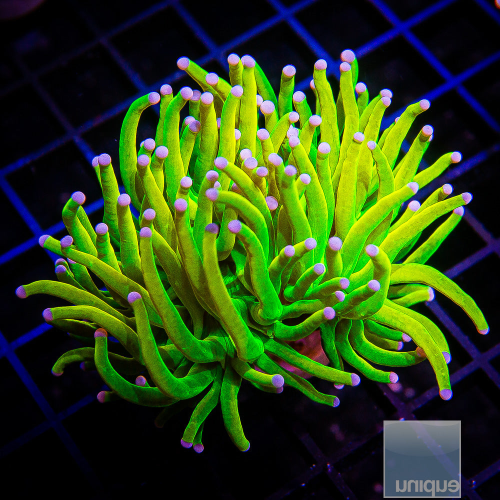 Holy Grail Torch Coral- Stock Single head Frag 3-4"