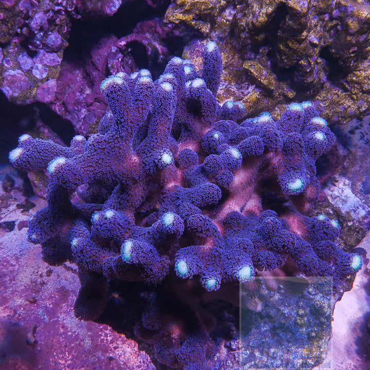 UC Milka Stylo -Stock Frag