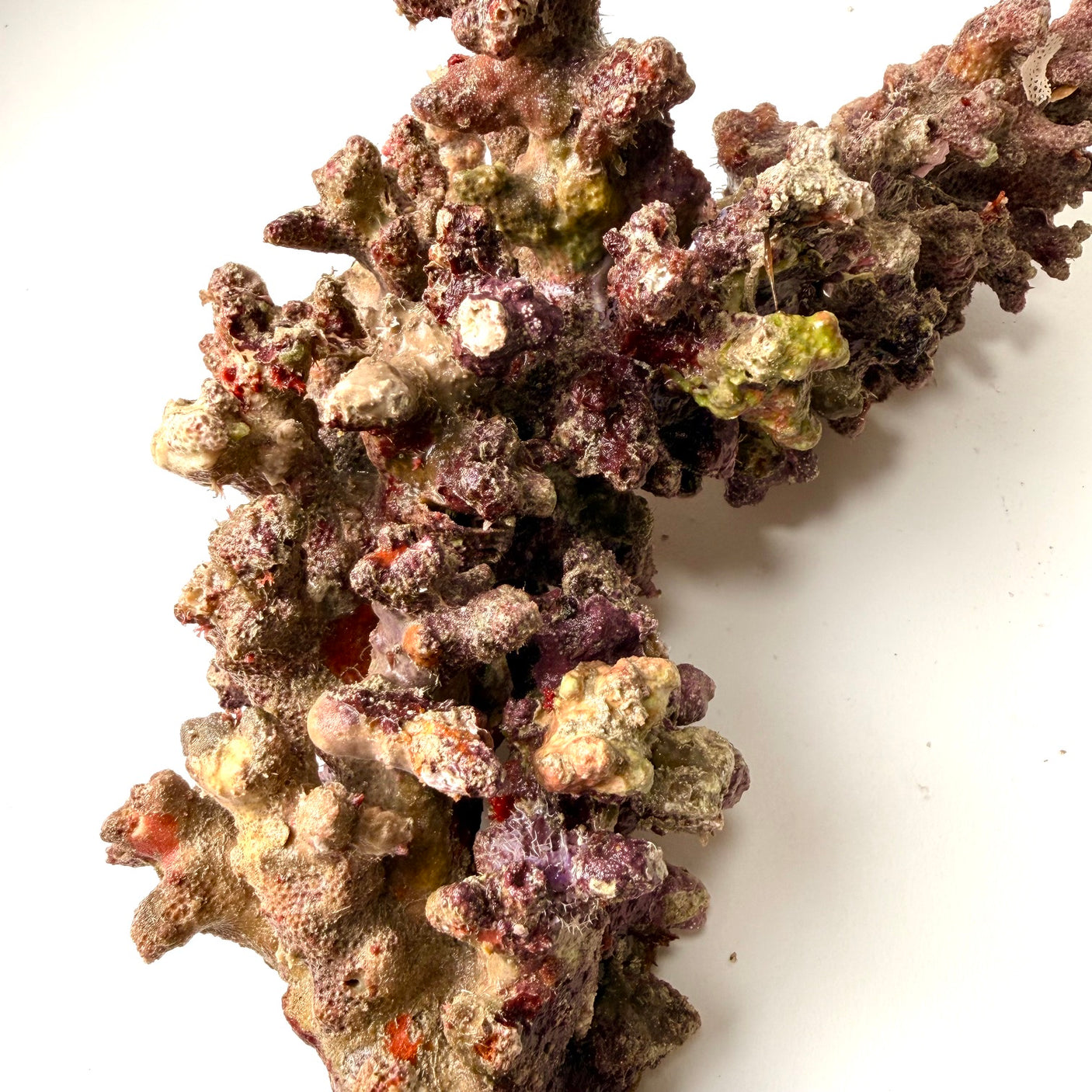 Australian Christmas Tree Live Rock. (Free overnight shipping)