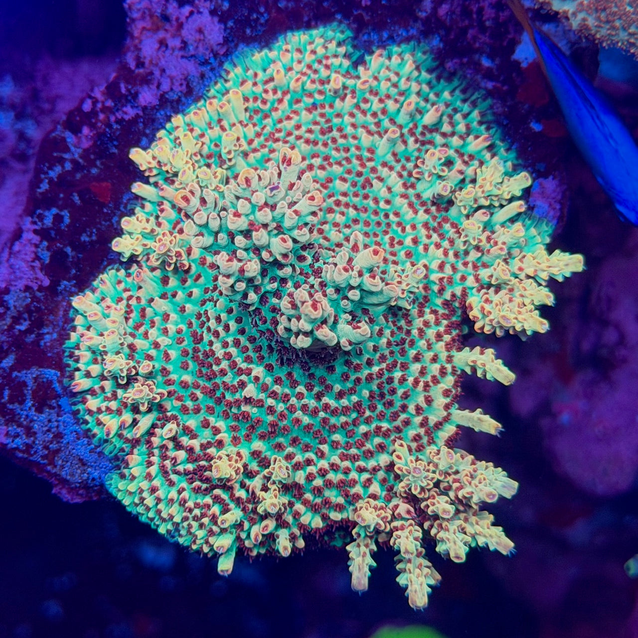 UC Strawberry Shortcake Acropora