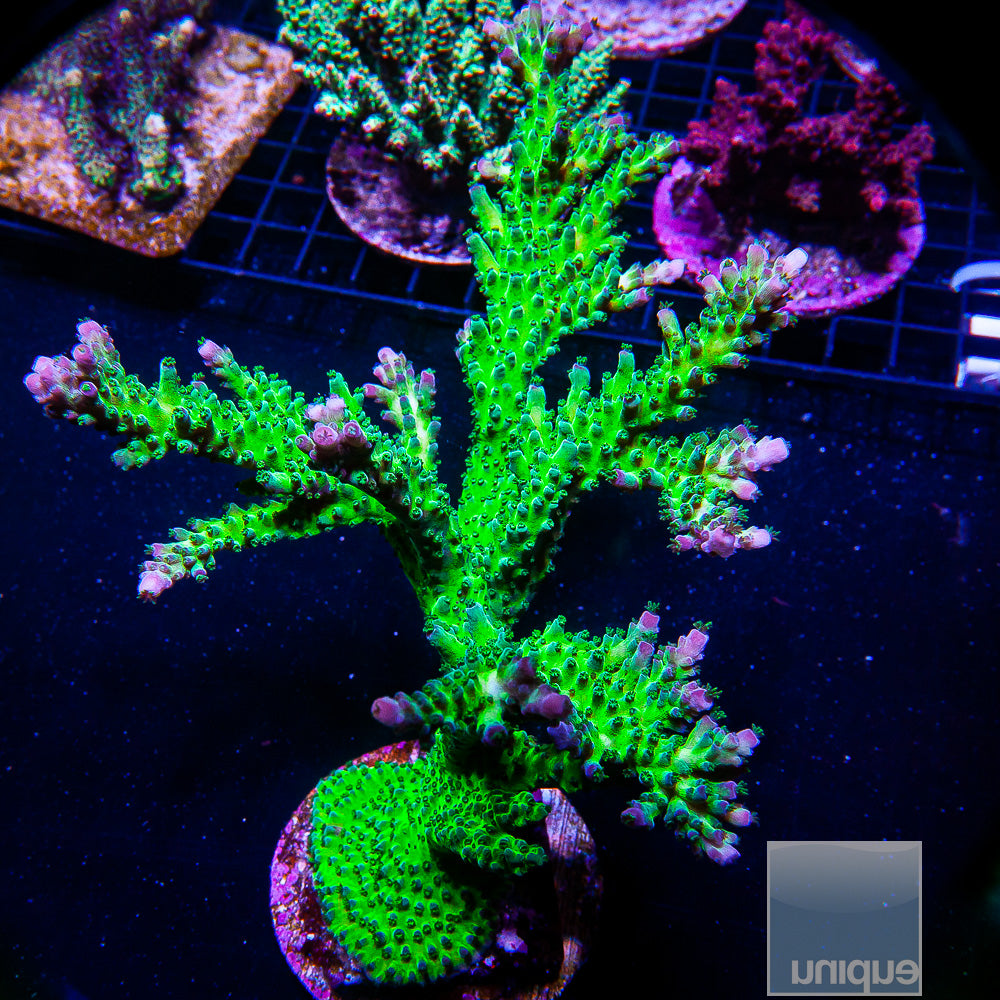 Unique Corals Incredible Hulk- Stock Frag
