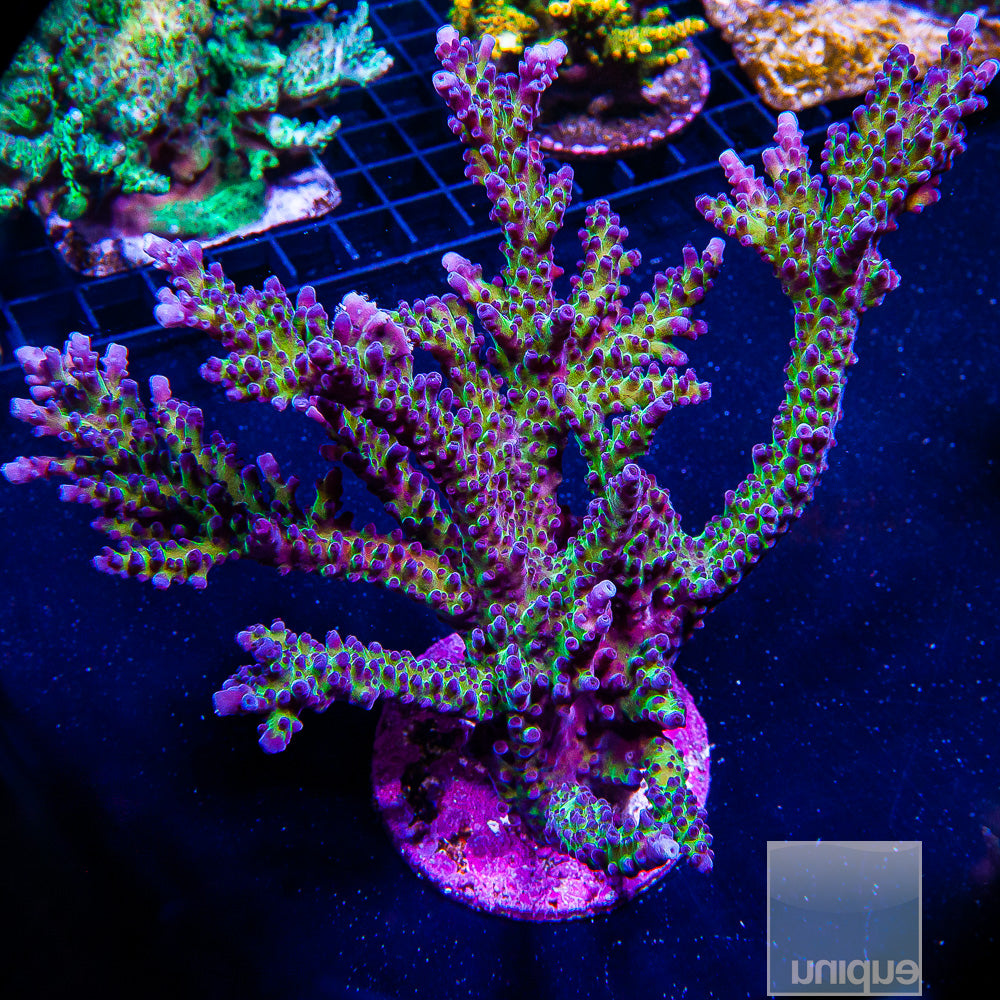 Unique Corals Miyagi Tort- Stock Coral Frag