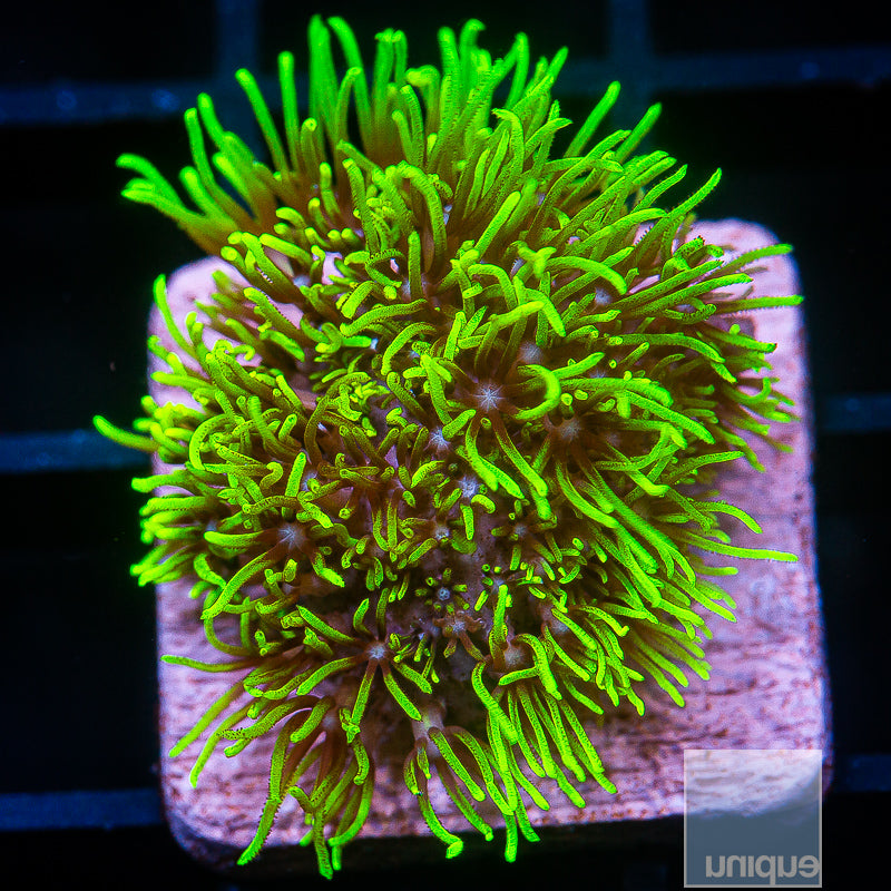 Neon Green Star Polyp- Stock Frag