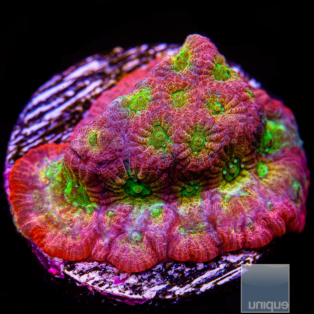 JF Dayglo Grafted Favia- Stock Frag
