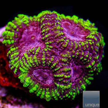 Unique Corals Raptor Favia- Stock Frag