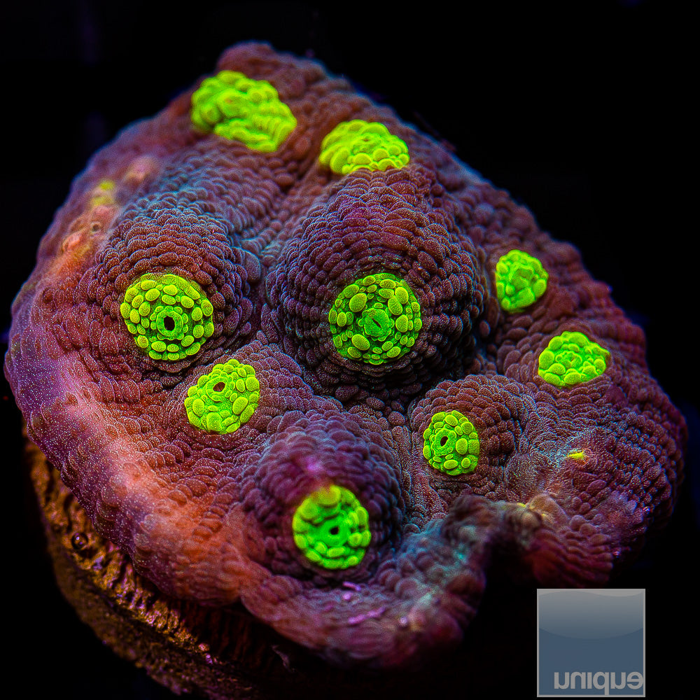 Neon Eye Chalice-Stock Frag