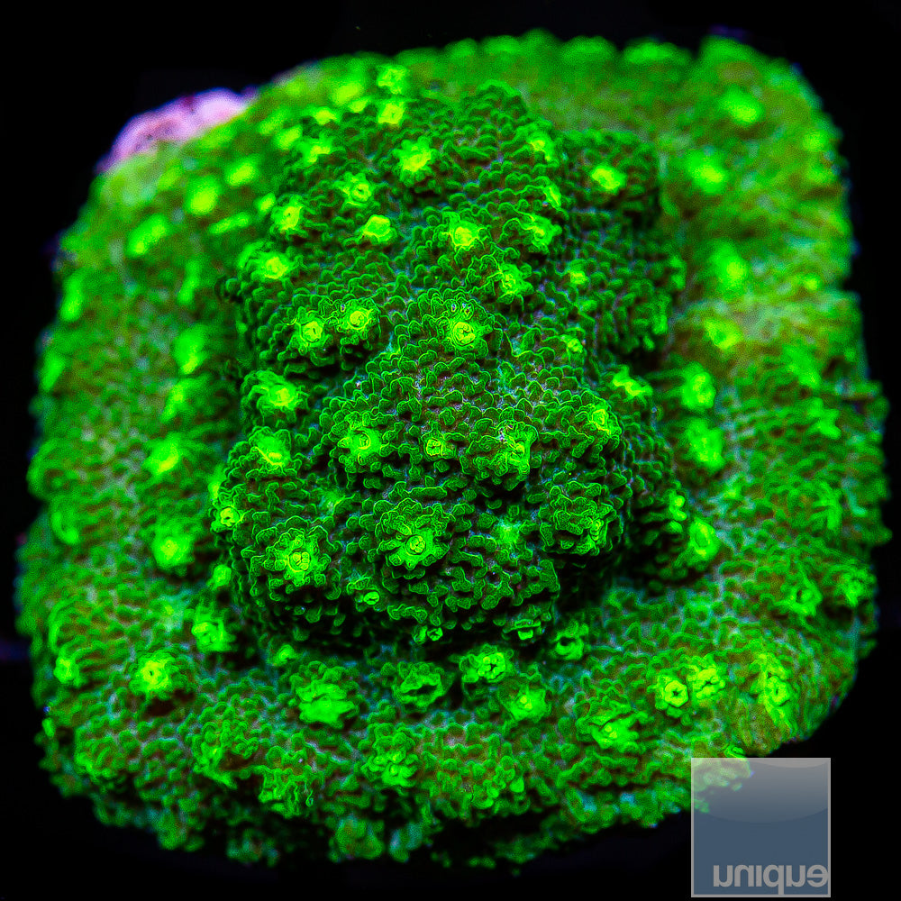 Astreopora- Stock Frag