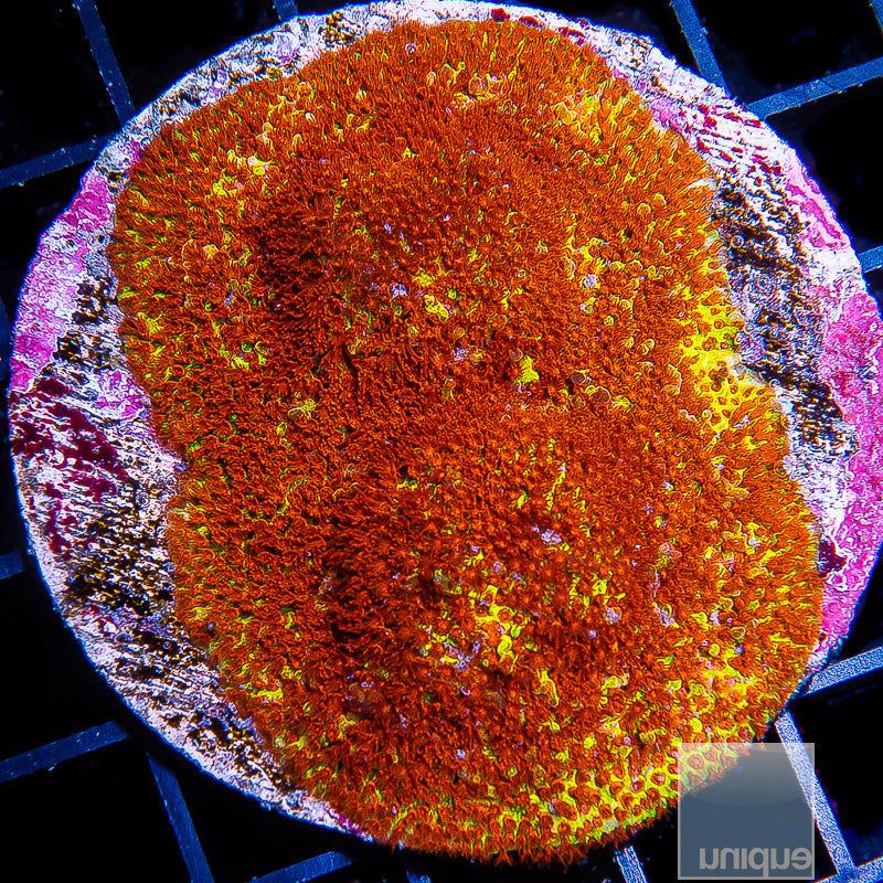 JF Burning Banana Stylo- Stock Frag