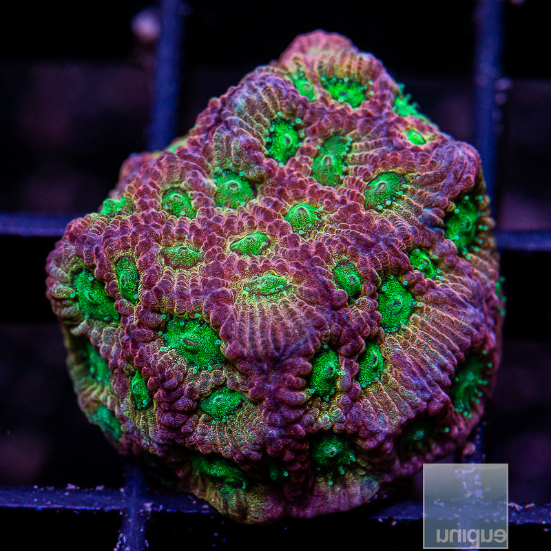 JF Dayglo Favites-WYSIWYG
