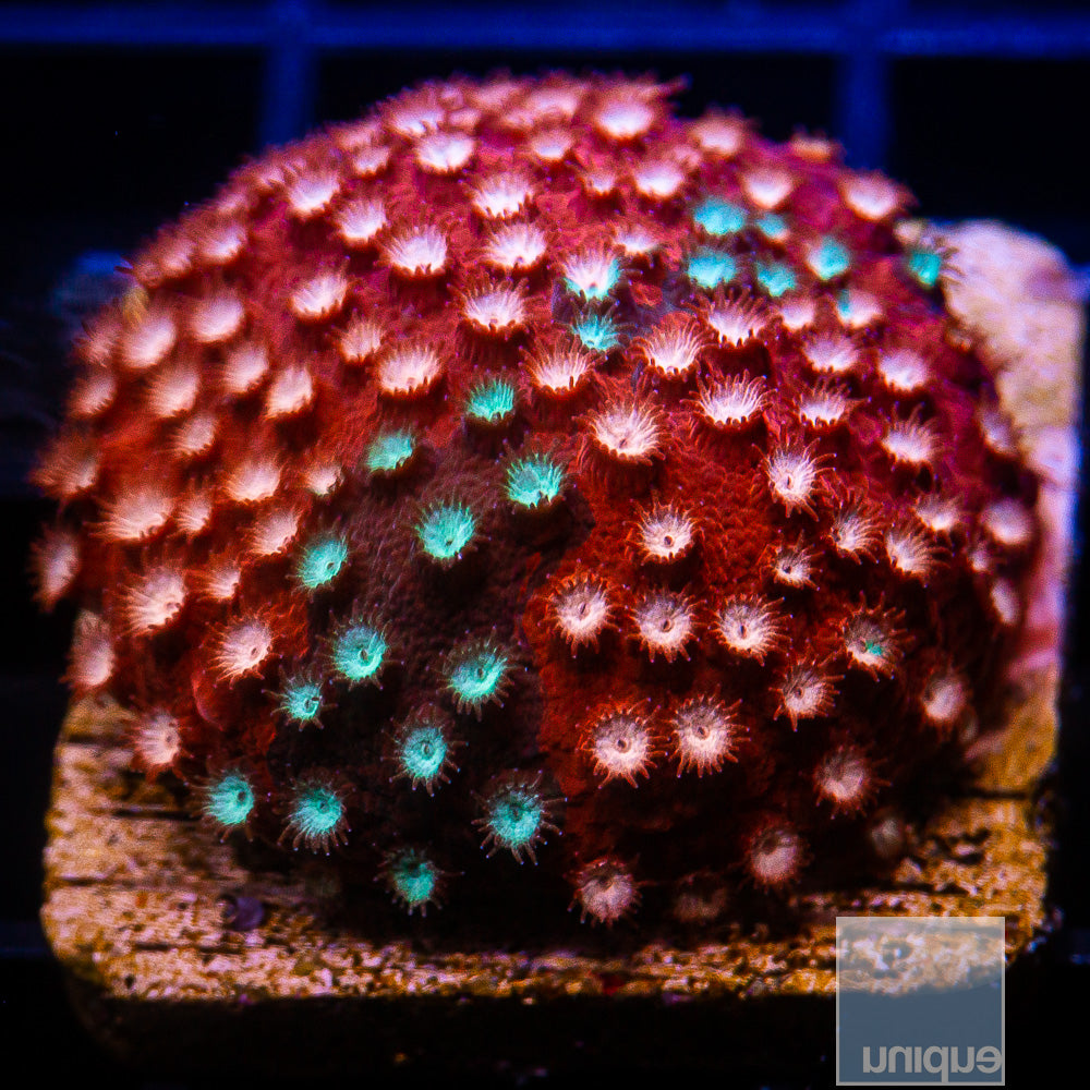 JF Fender Bender Cyphastrea- Stock Frag