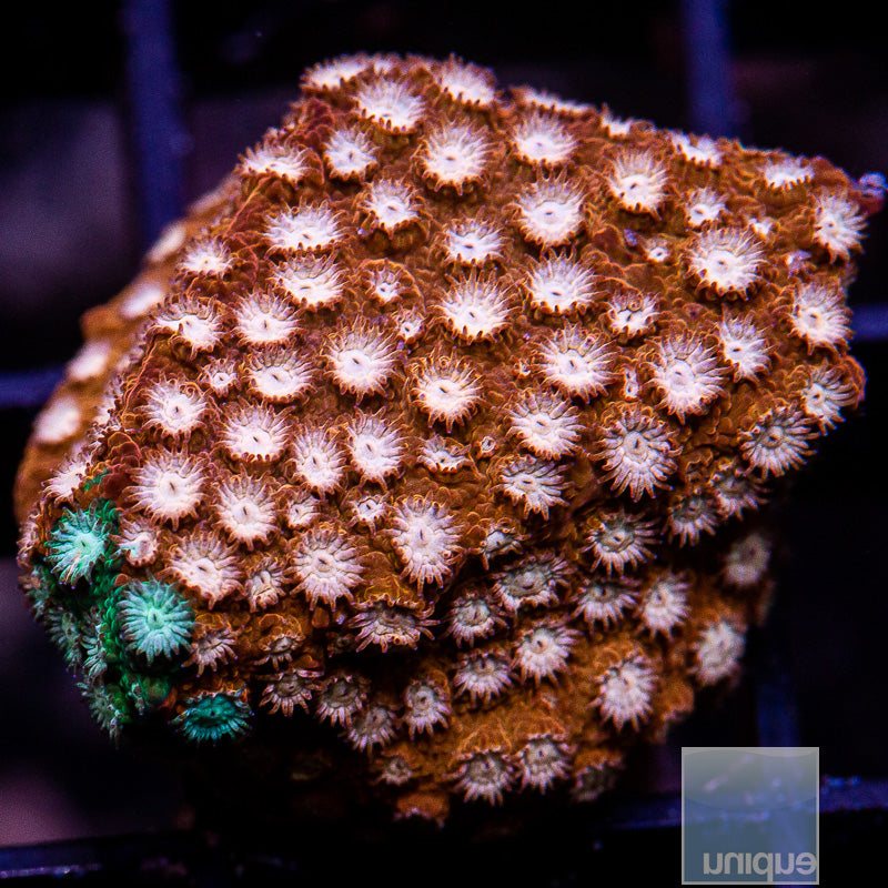JF Fender Bender Cyphastrea-WYSIWYG