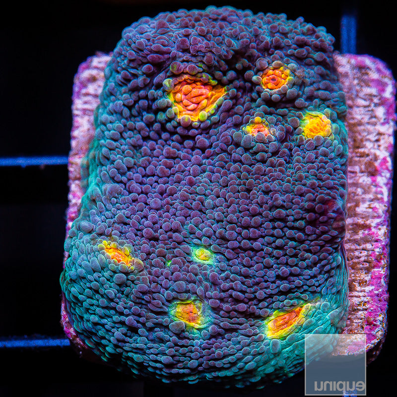 Miami Hurricane Chalice- Stock Frag