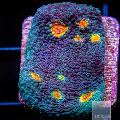 Miami Hurricane Chalice- Stock Frag