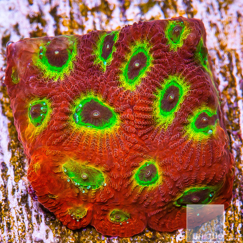 JF Sector 9 Favia- Stock Frag