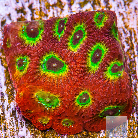 JF Sector 9 Favia- Stock Frag