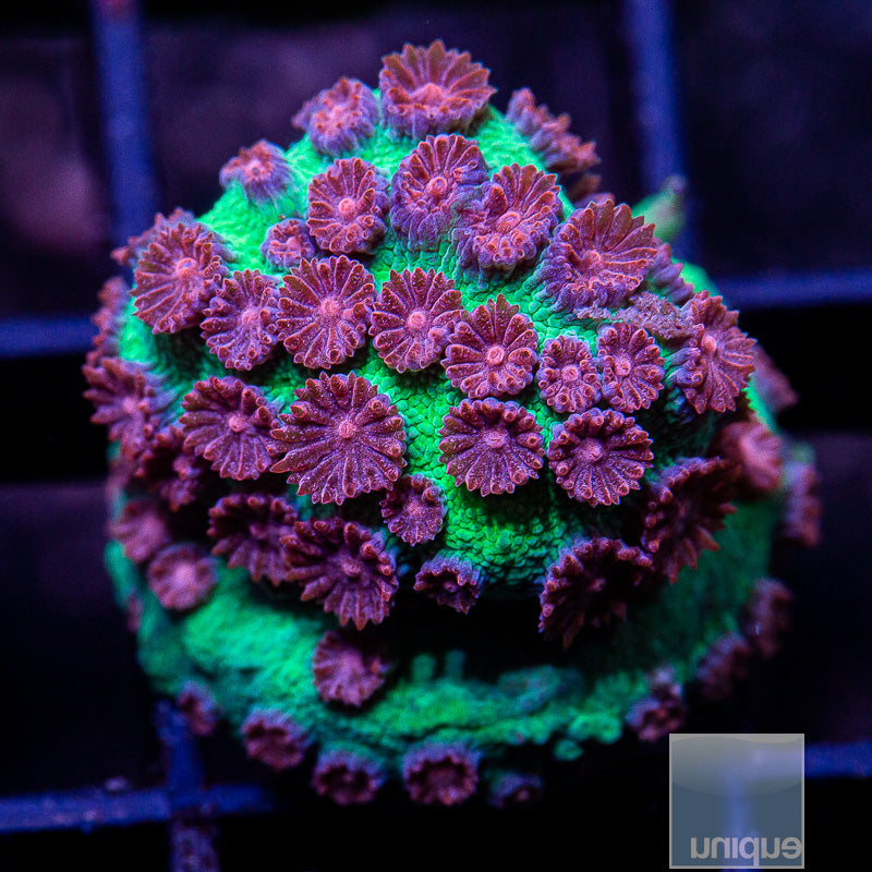 Jingle Bells Cyphastrea-WYSIWYG
