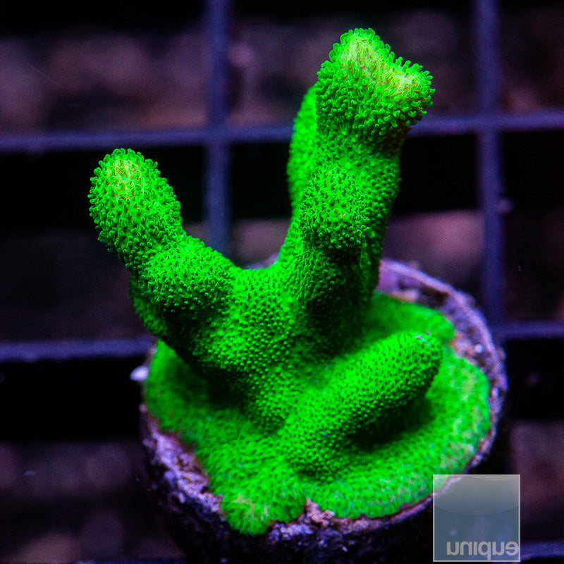 Kelly Green Psammacora-WYSIWYG