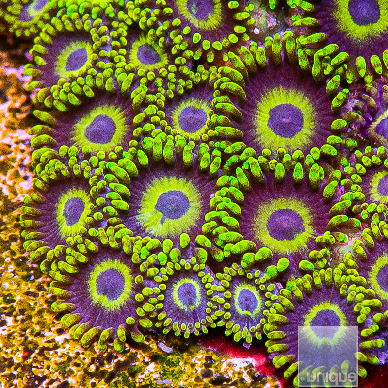 LA Lakers Zoanthid-Stock