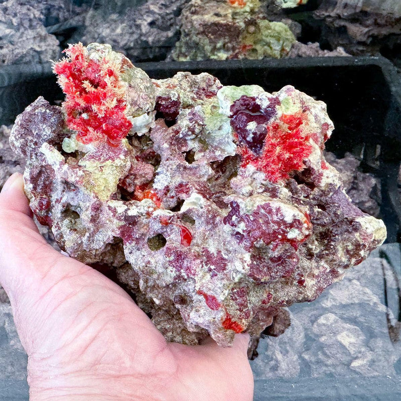 MarcoRocks Maricultured Live Rock. FREE SHIPPING!