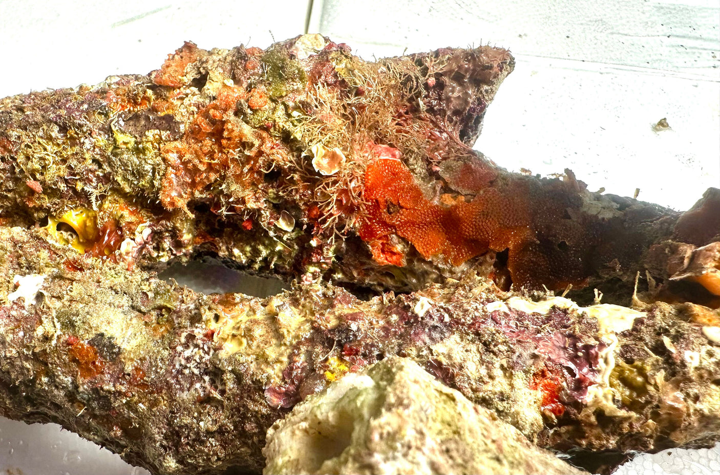 Australian Branching Live Rock. (Free 2 day shipping!)