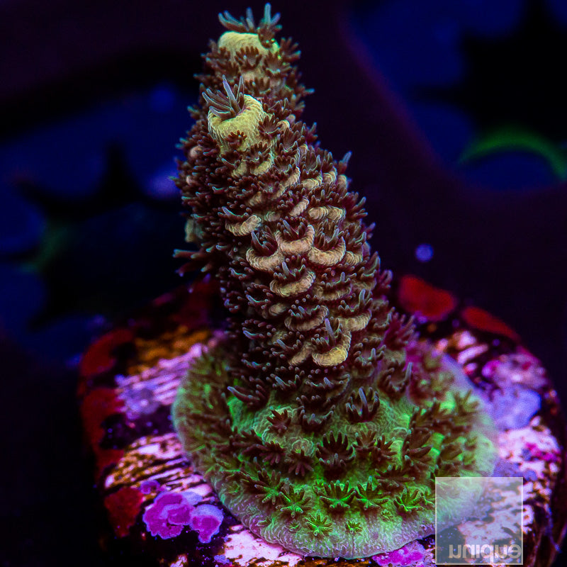 Lemon Drop Millepora-WYSIWYG