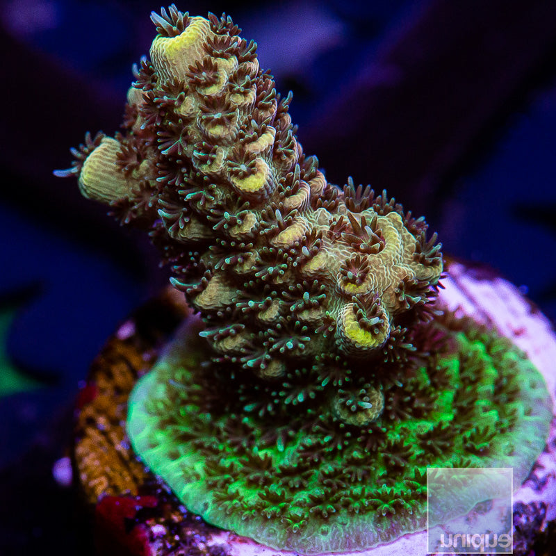 Lemon Drop Milliepora-WYSIWYG