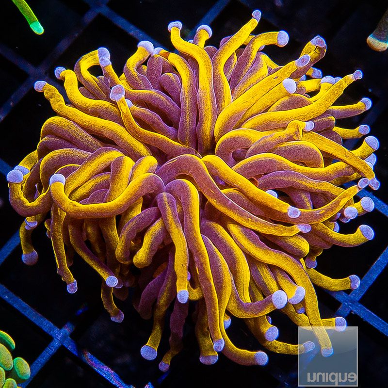 Malay 24k Torch Coral- Single head Stock Frag