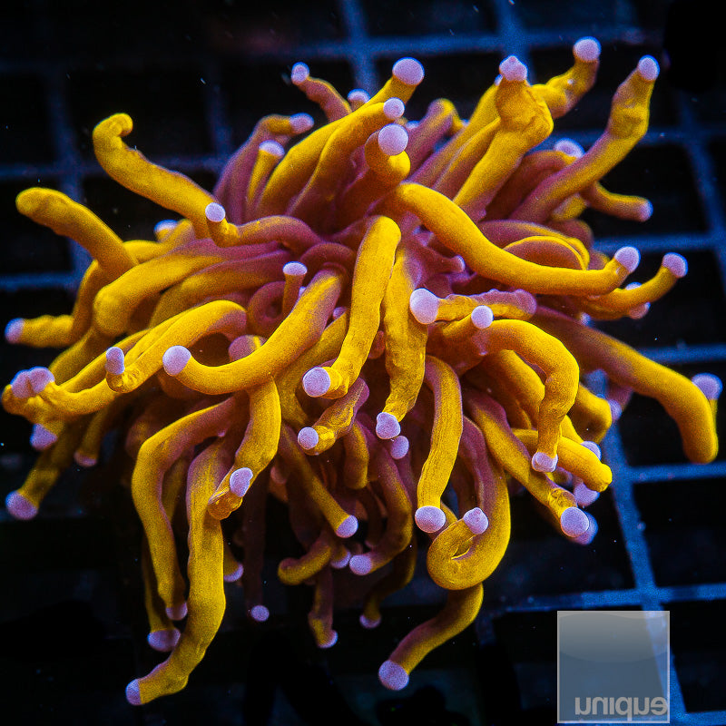 Malay 24k Torch Coral- Single head Stock Frag