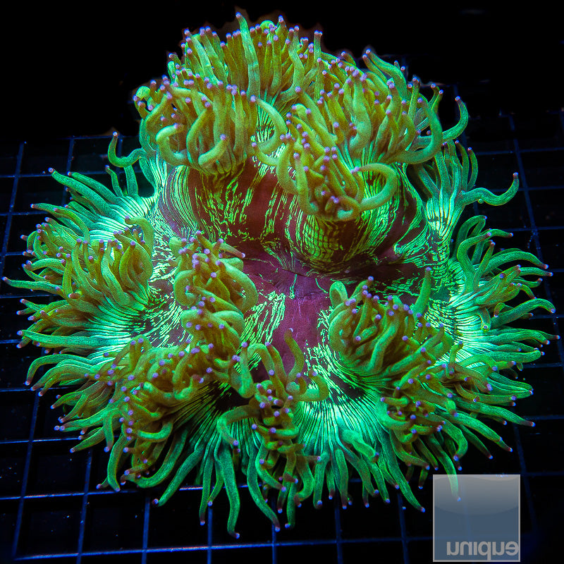 Australian Elegance Coral- Stock item