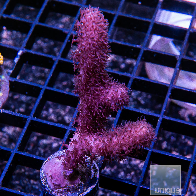 Medium Branched Fuzzy Gorgonian-WYSIWYG