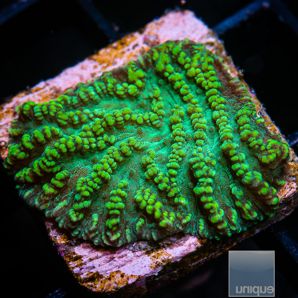 Merulina- Stock Frag