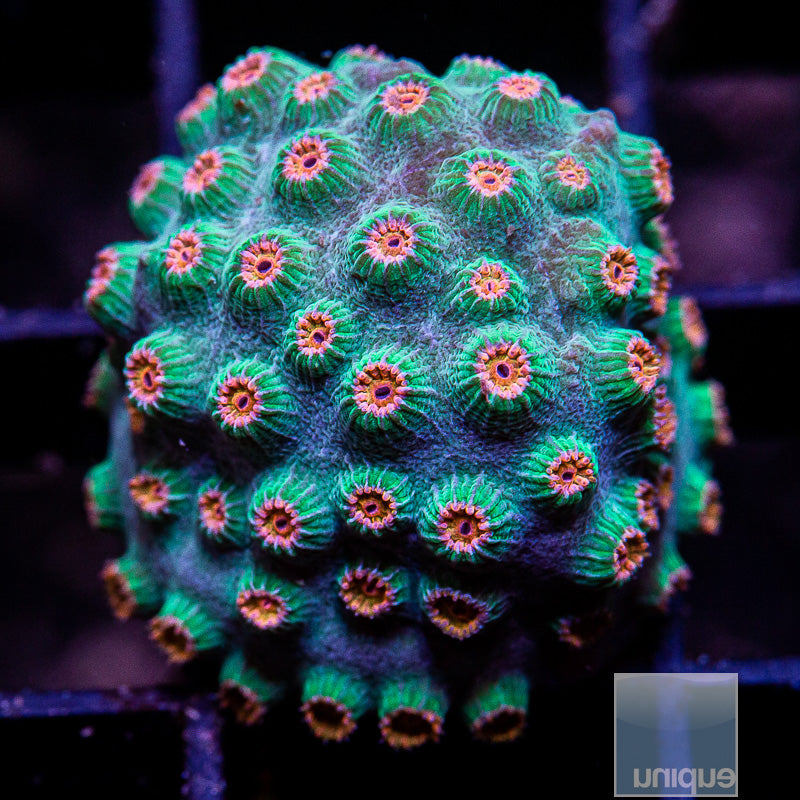 Meteor Shower Cyphastrea-WYSIWYG