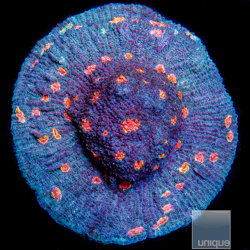 Miami Hurricane Chalice- Stock Frag