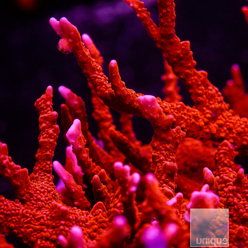 Montipora hirsuta. Manila Spy- Stock Frag