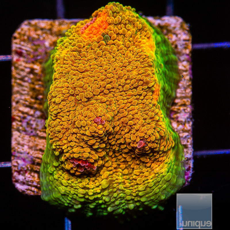 Mummy Eye Chalice- Stock Frag