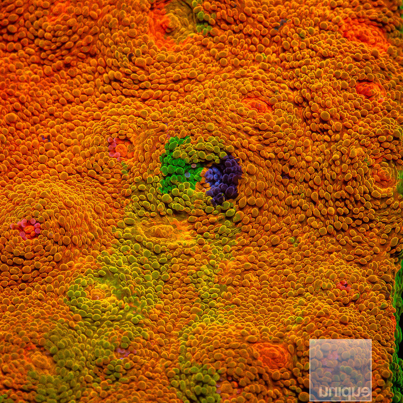 Mummy Eye Chalice- Stock Frag