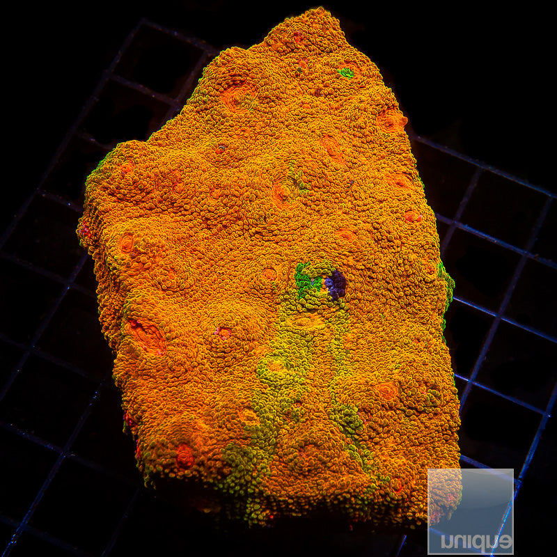 Mummy Eye Chalice- Stock Frag