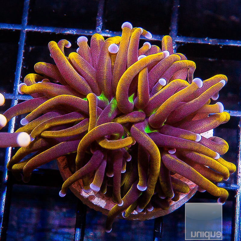 NY Knicks Single head Stock Frag