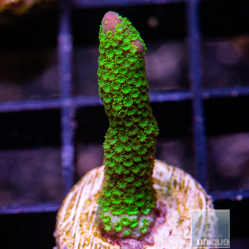 Neon Green Digitata-WYSIWYG