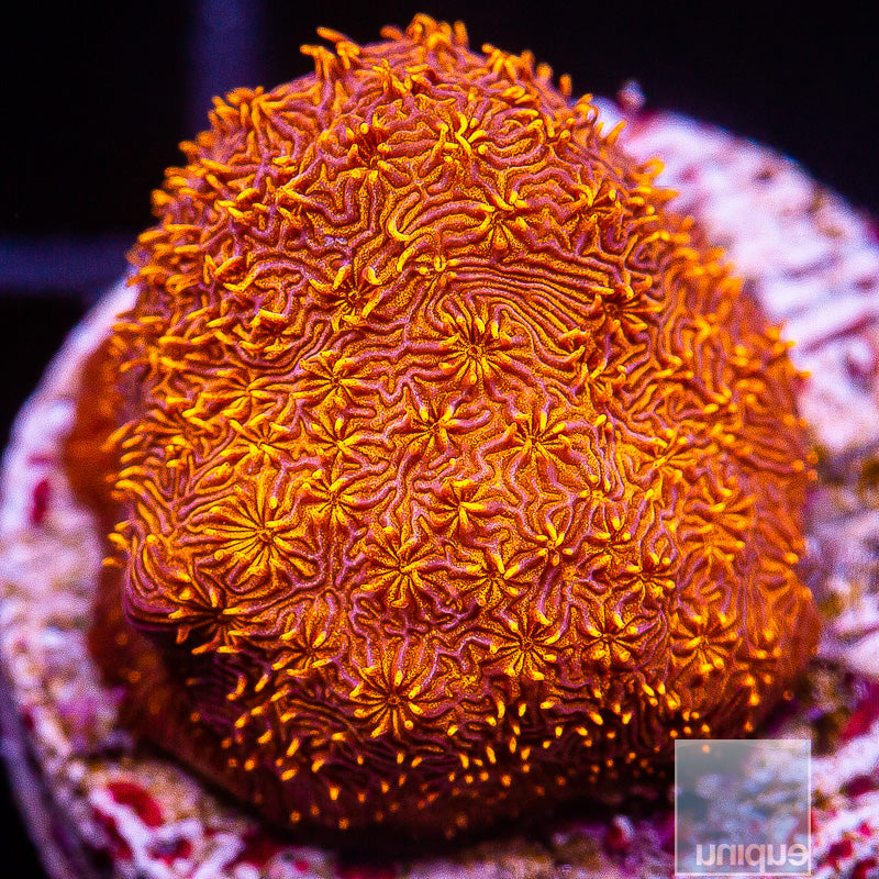 Orange Pavona- Stock Frag