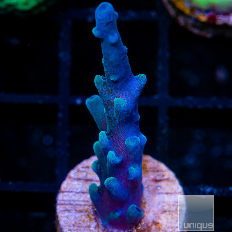 Oregon Tort- Stock Frag