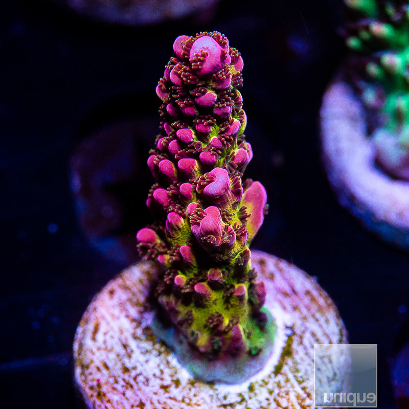 PC Rainbow Acropora-WYSIWYG