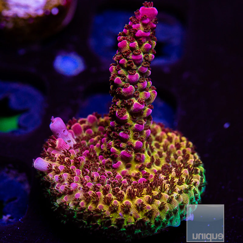 PC Rainbow Acropora-WYSIWYG
