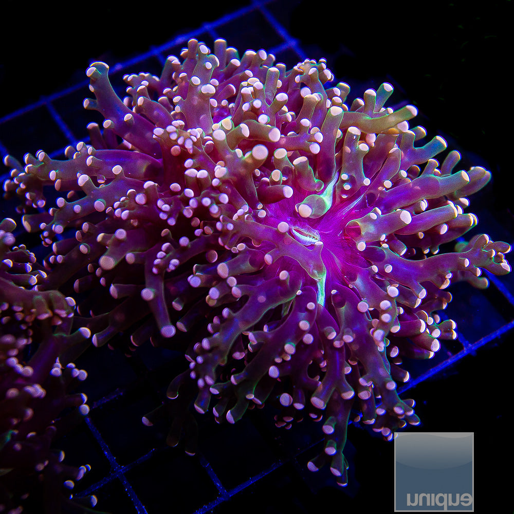 Euphyllia paradivisa Pink Indo Frogspawn- Stock Single Head Frag