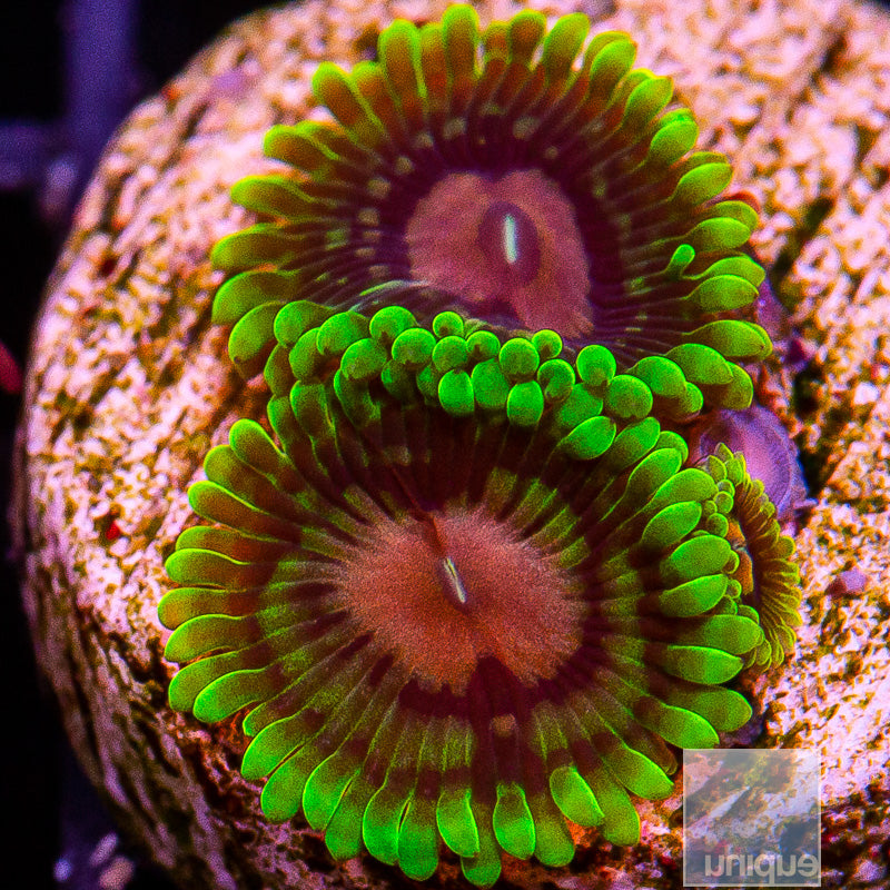 Purple Monster Zoanthid-WYSIWYG