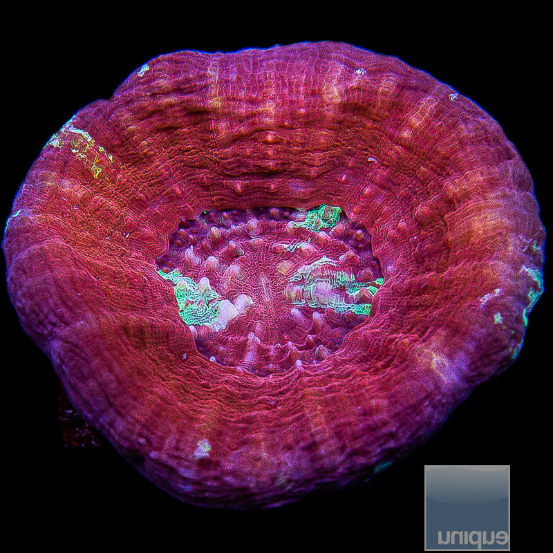 Purple Splatter Scolymia-WYSIWYG